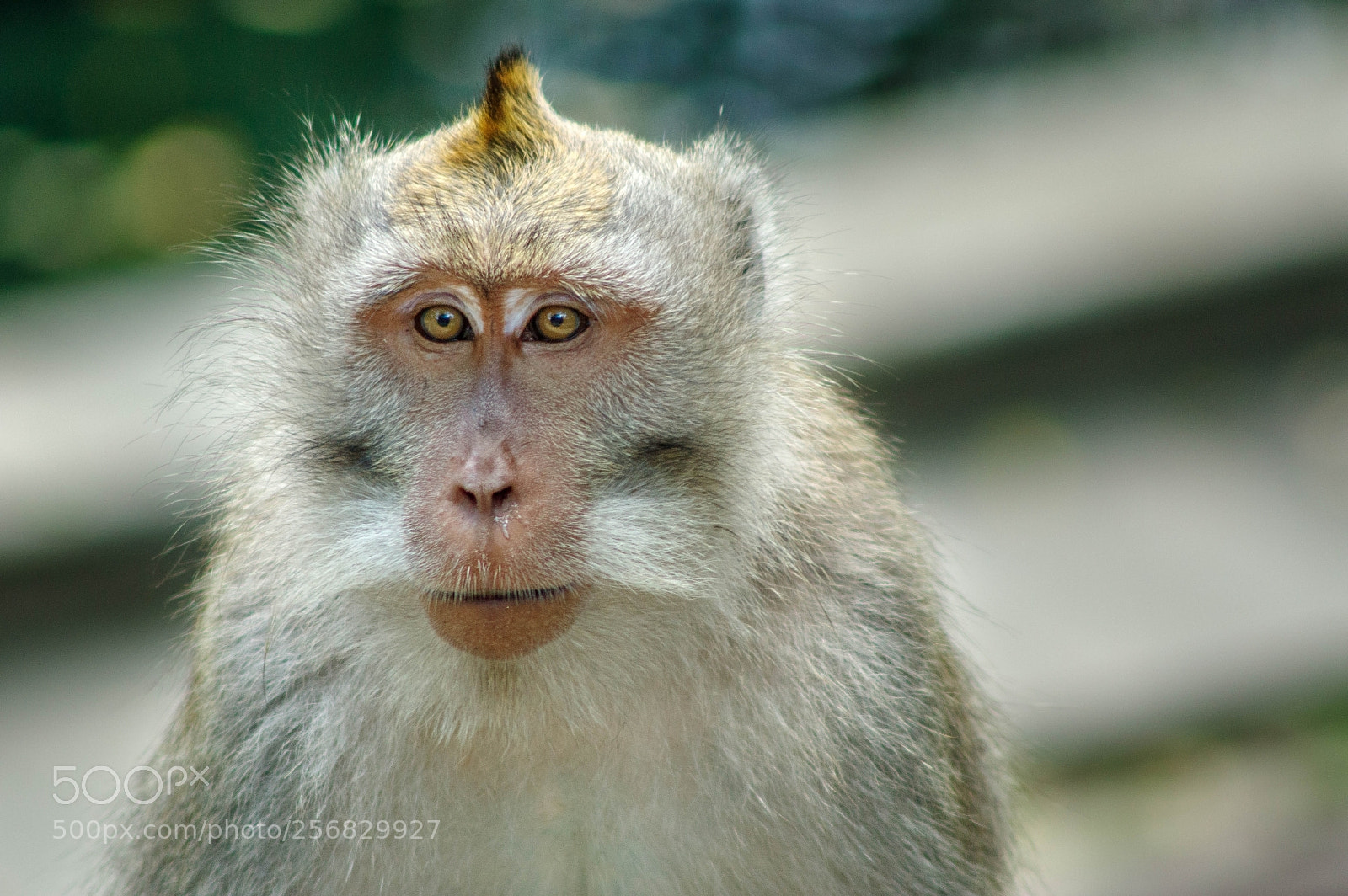 Pentax K-3 II sample photo. Monkey photography