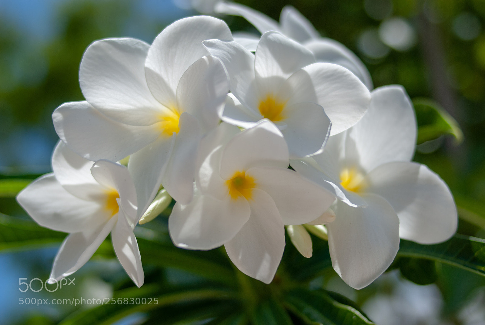 Nikon D80 sample photo. Flower photography
