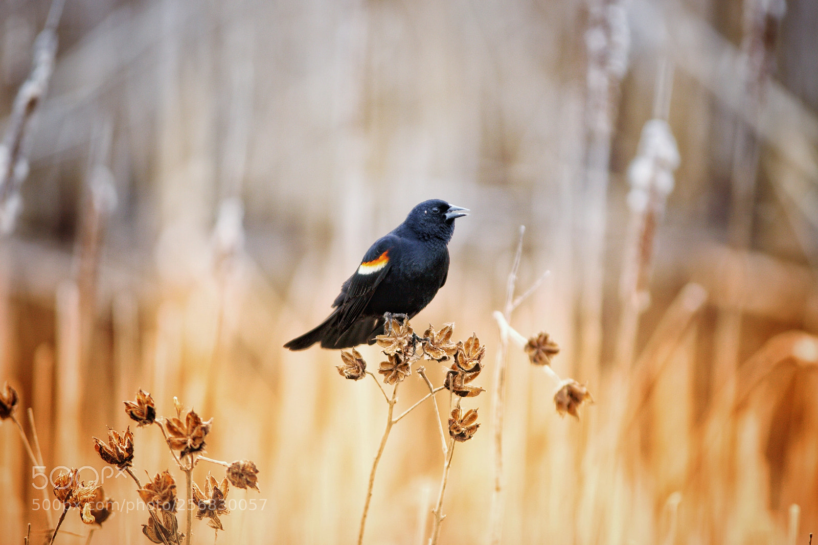 Canon EOS 50D sample photo. Bird photography