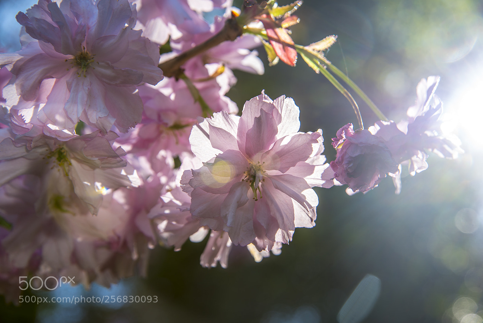Nikon D750 sample photo. Delicius. photography