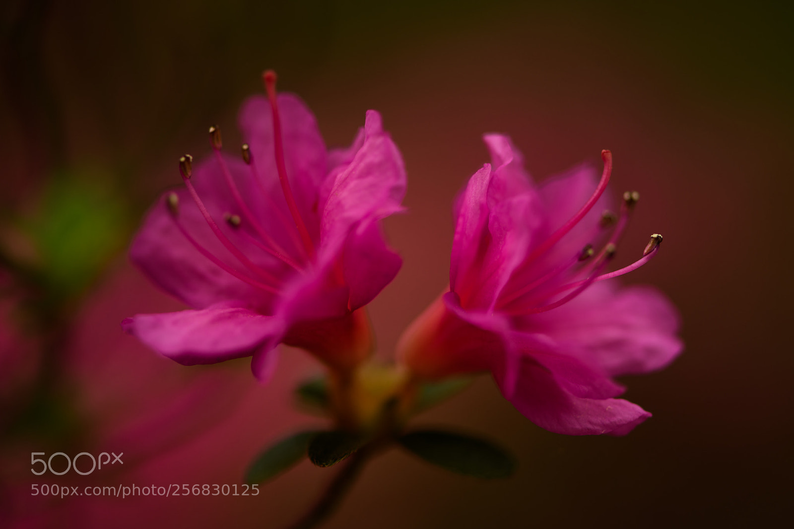 Nikon D850 sample photo. 125/365 photography