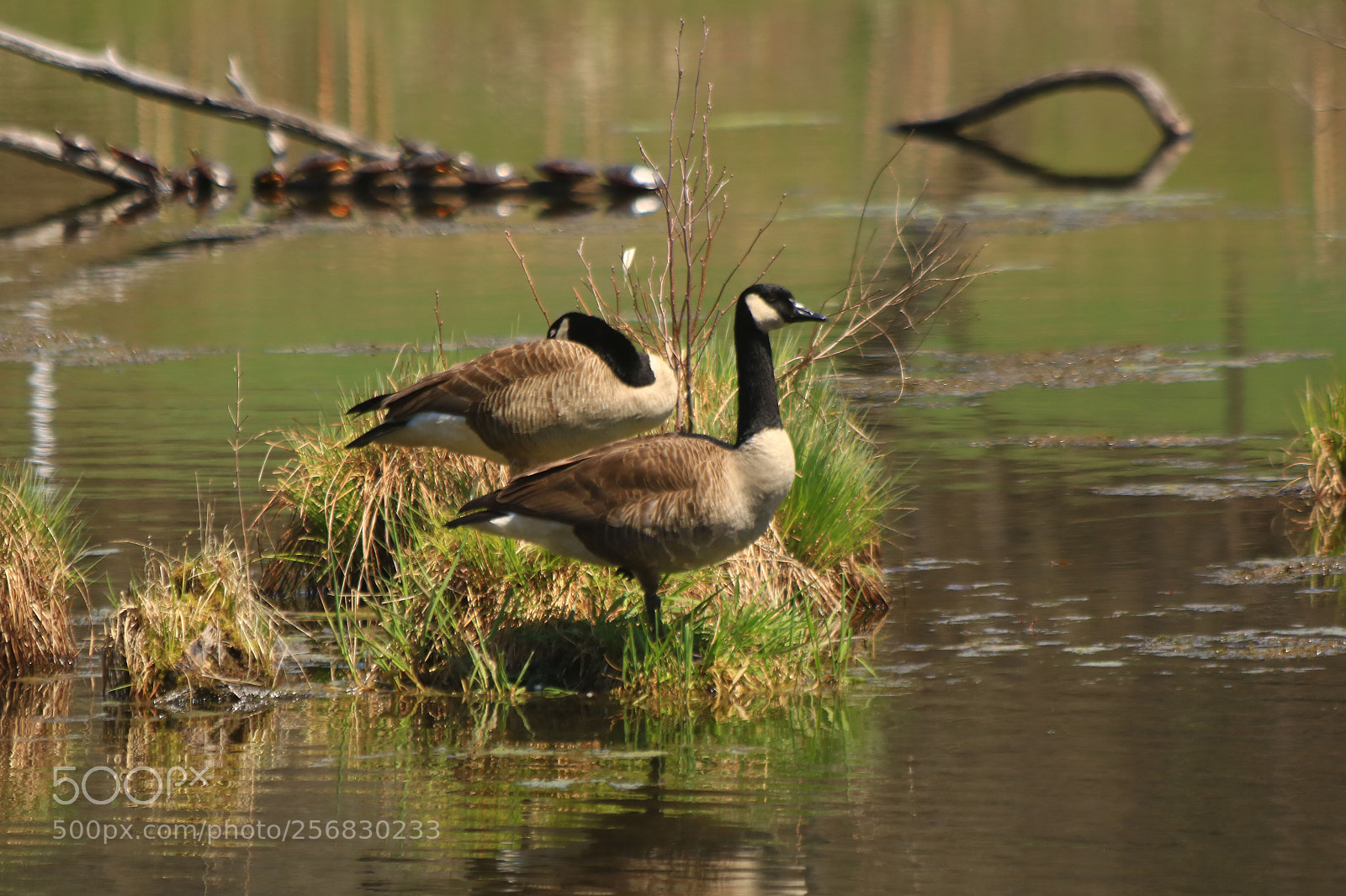 Canon EOS 750D (EOS Rebel T6i / EOS Kiss X8i) sample photo. Rerflection of geese photography