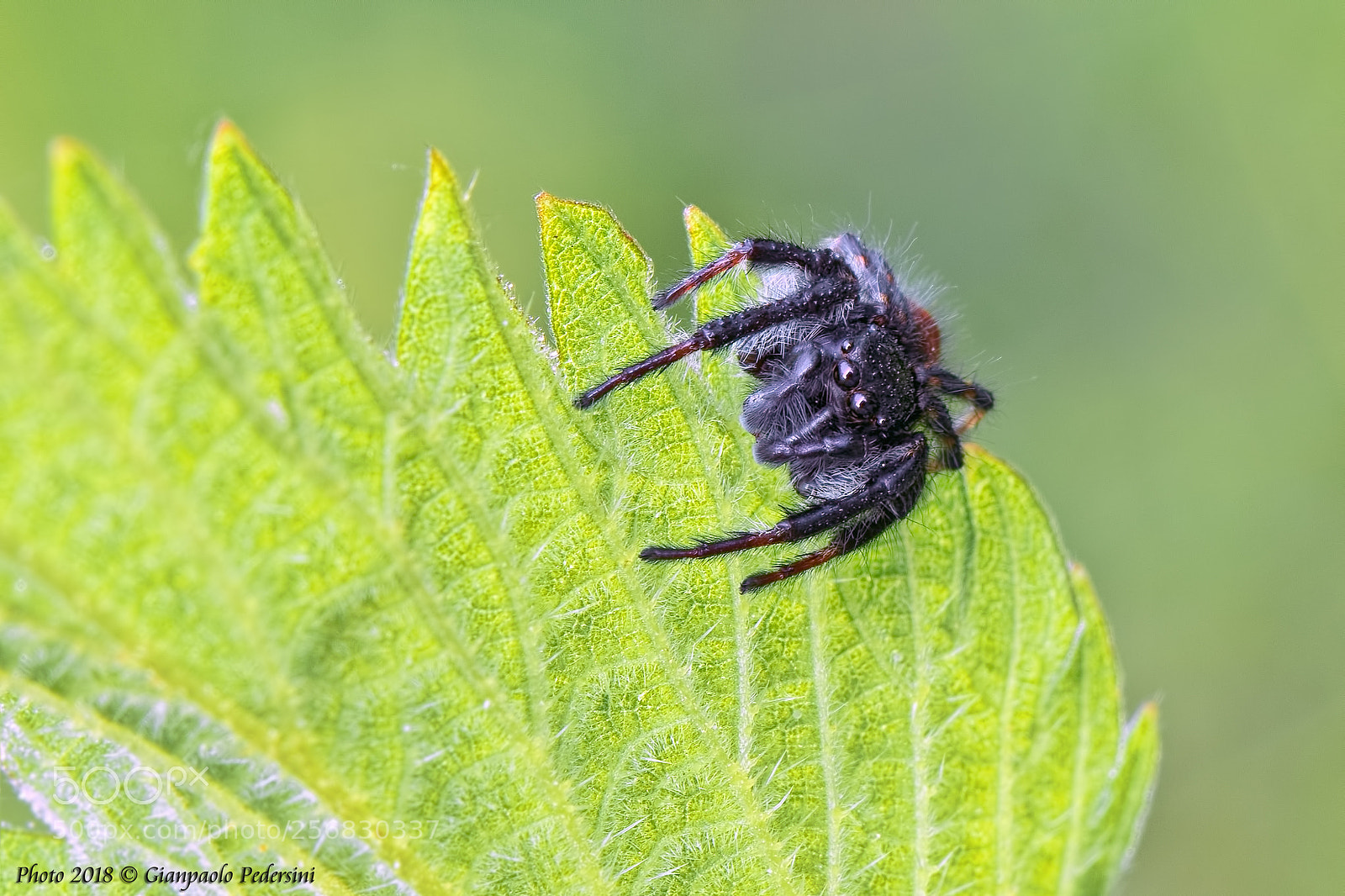 Canon EOS 7D Mark II sample photo. Carrhotus xanthogramma (maschio ) photography