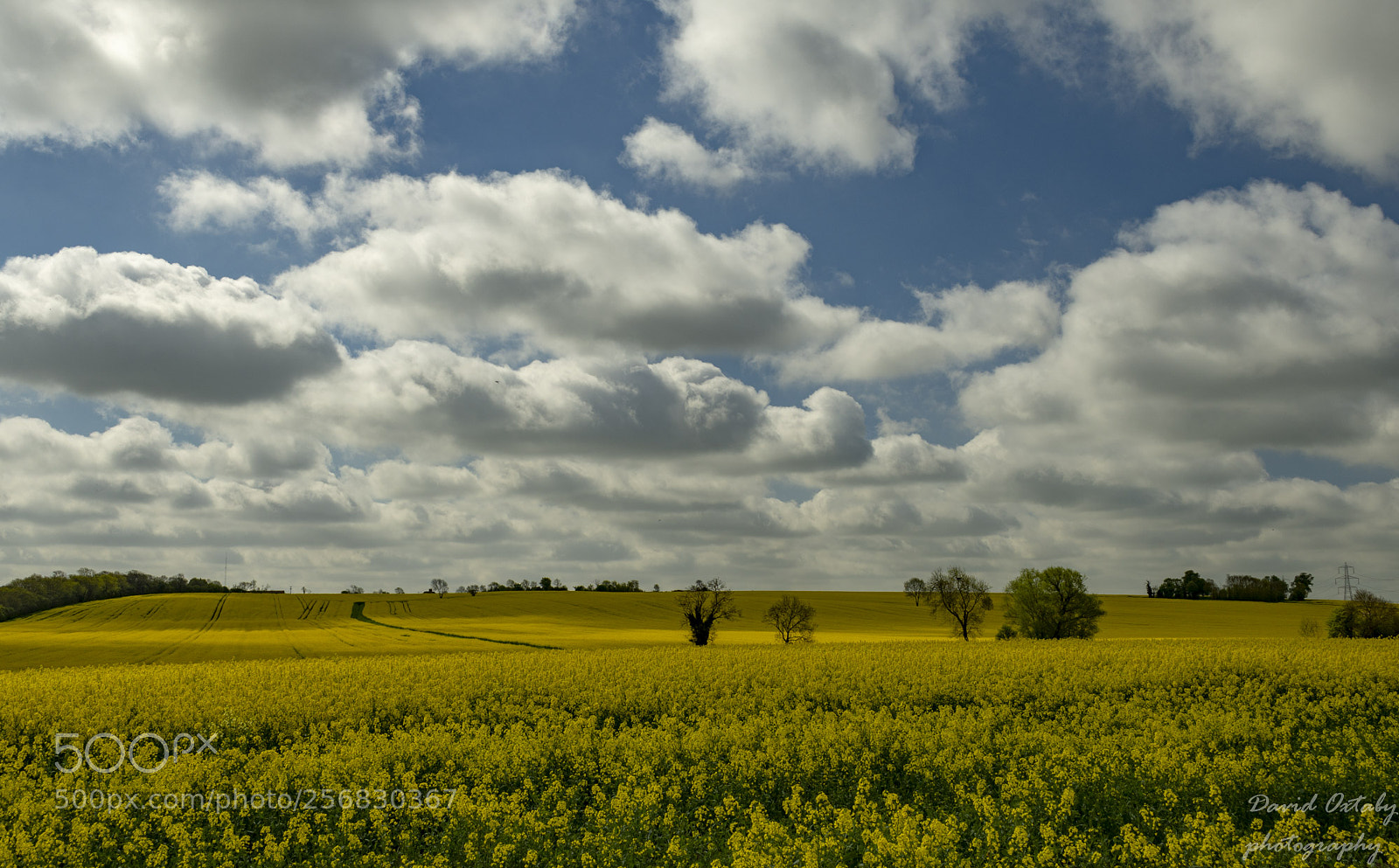 Nikon D7200 sample photo. Rapeseed fields photography