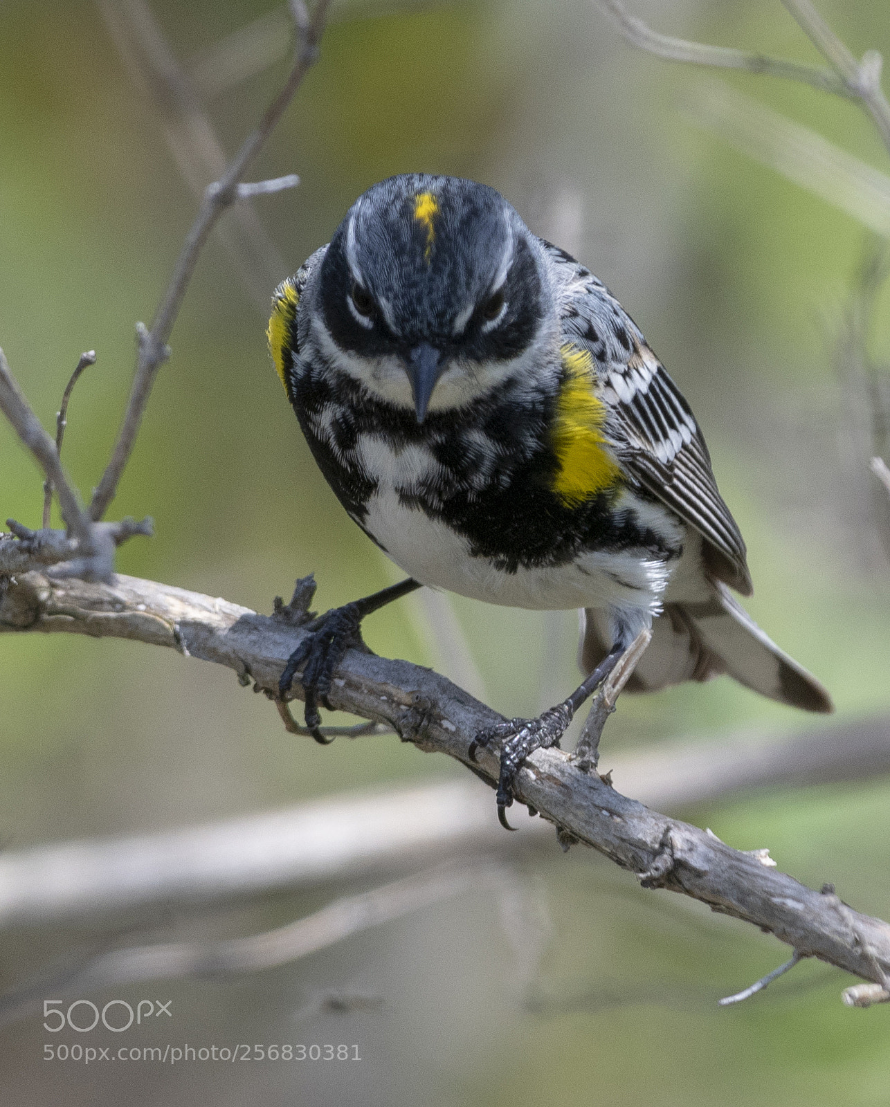 Nikon D500 sample photo. Yellow-rumped warbler (setophaga coronata) photography