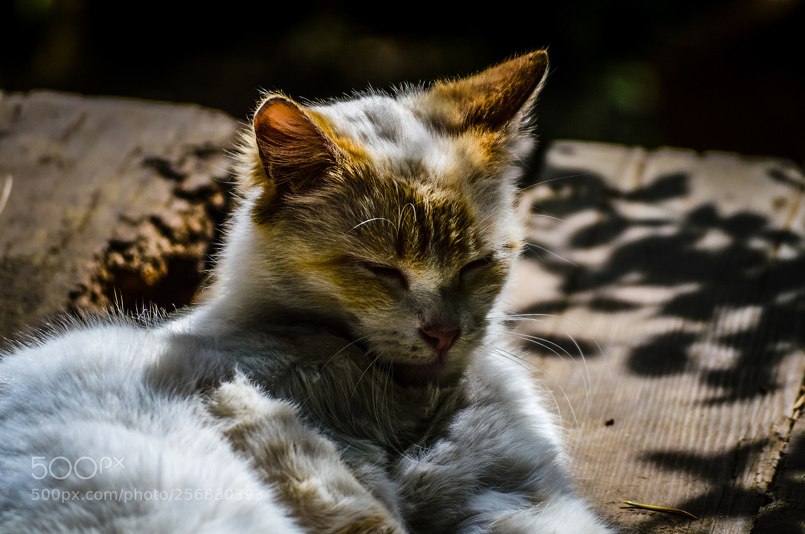 Nikon D3200 sample photo. Untitled photography