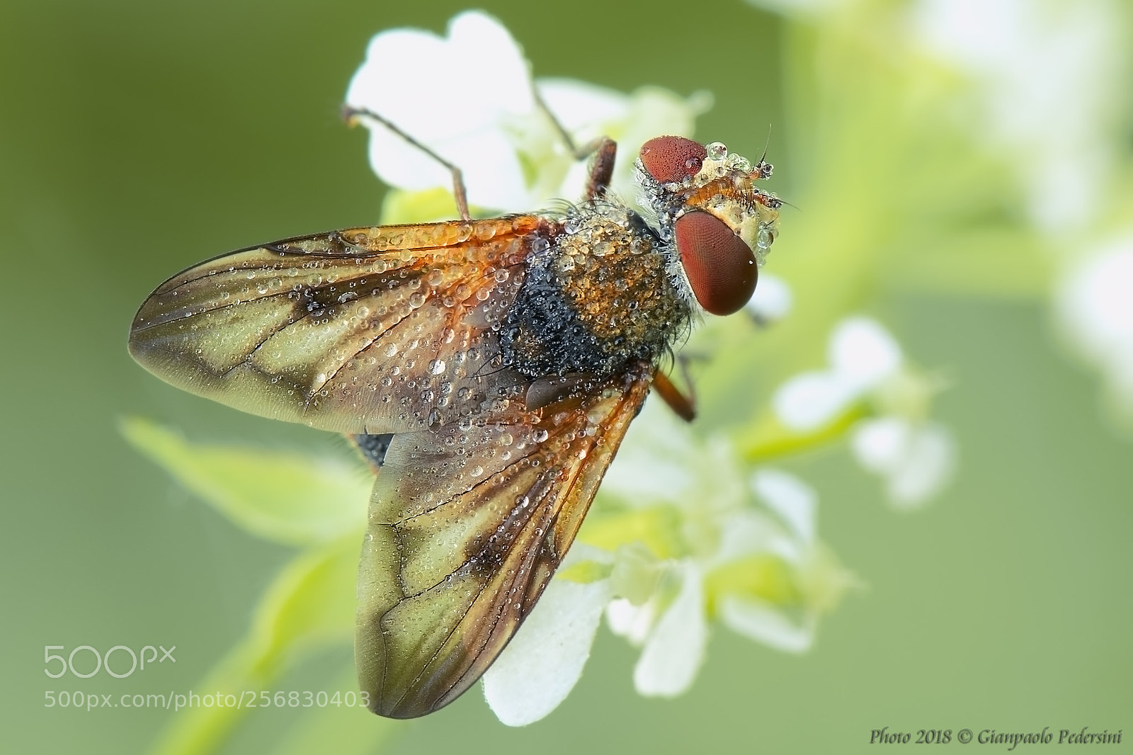 Canon EOS 7D Mark II sample photo. Ectophasia crassipennis photography