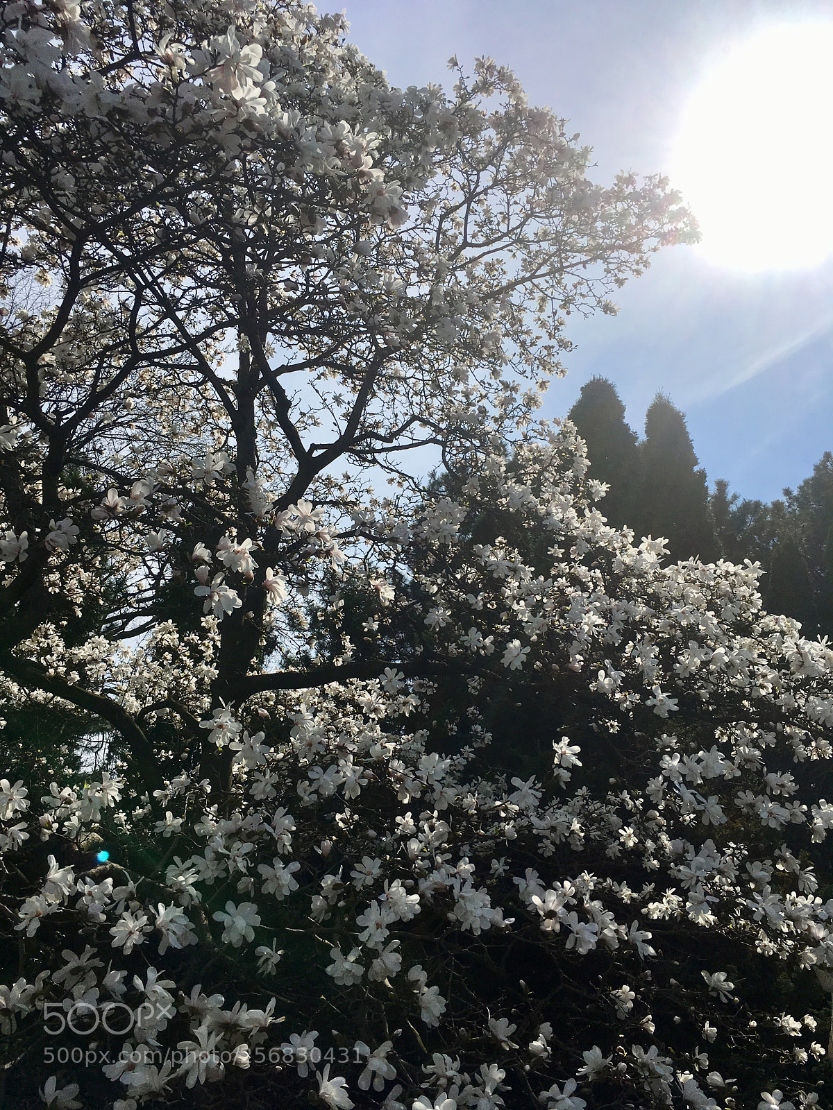 Apple iPhone SE sample photo. Dream photography