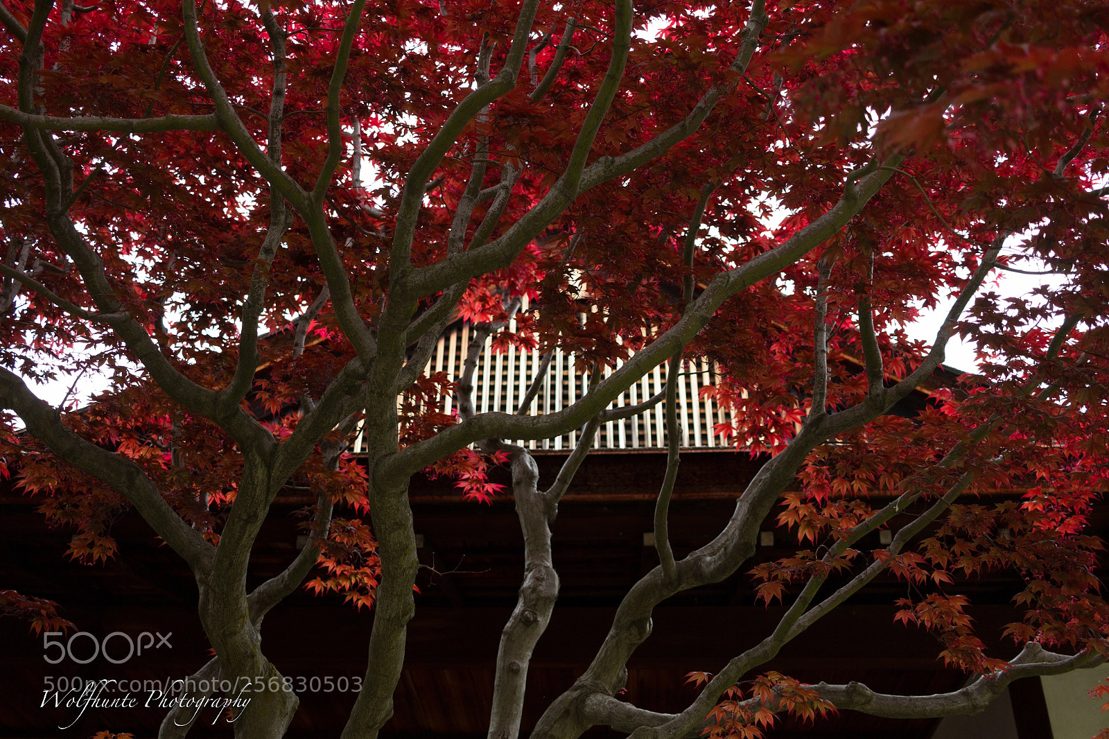 Canon EOS 7D sample photo. Red japanese maple photography