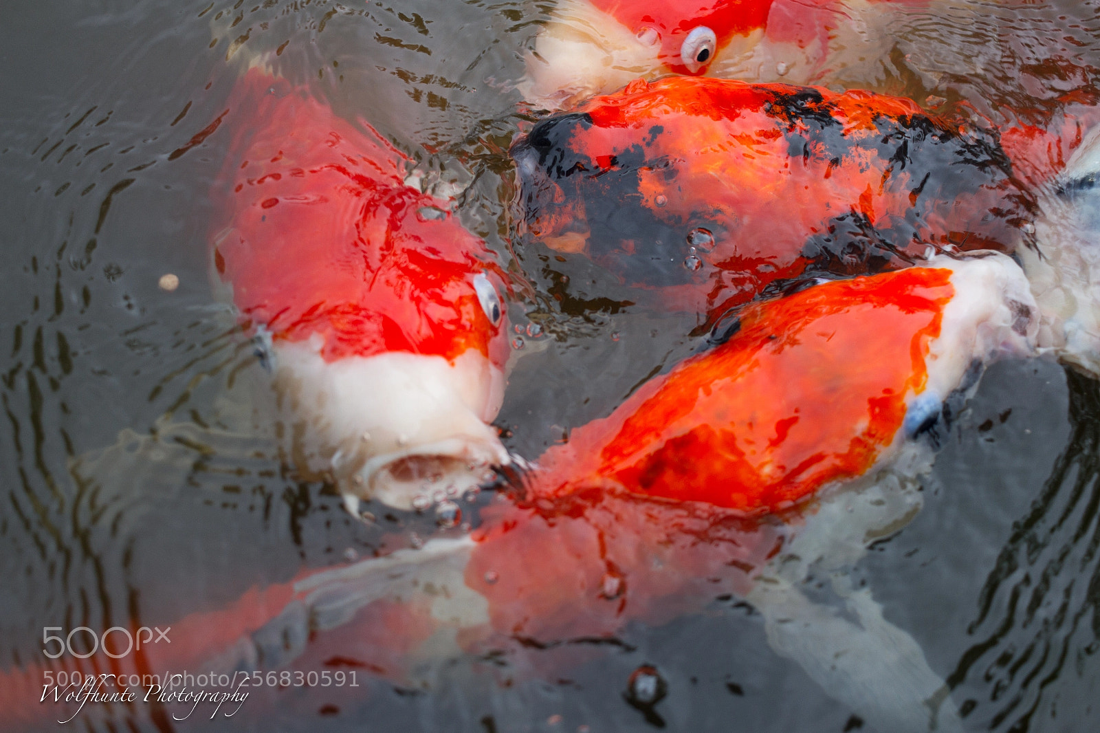 Canon EOS 7D sample photo. Hungry hungry koi! photography