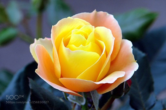 Sony DSC-R1 sample photo. الشيء الذي لا يمكن كسره هو الأكثر مرونة ، كن مرناً حتى لا تكسرك الظروف. photography
