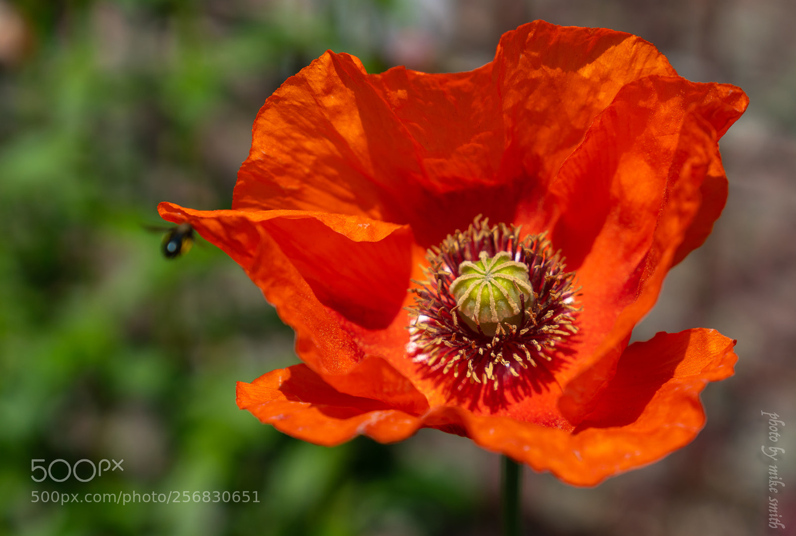 Sony a7R II sample photo. Annual photography