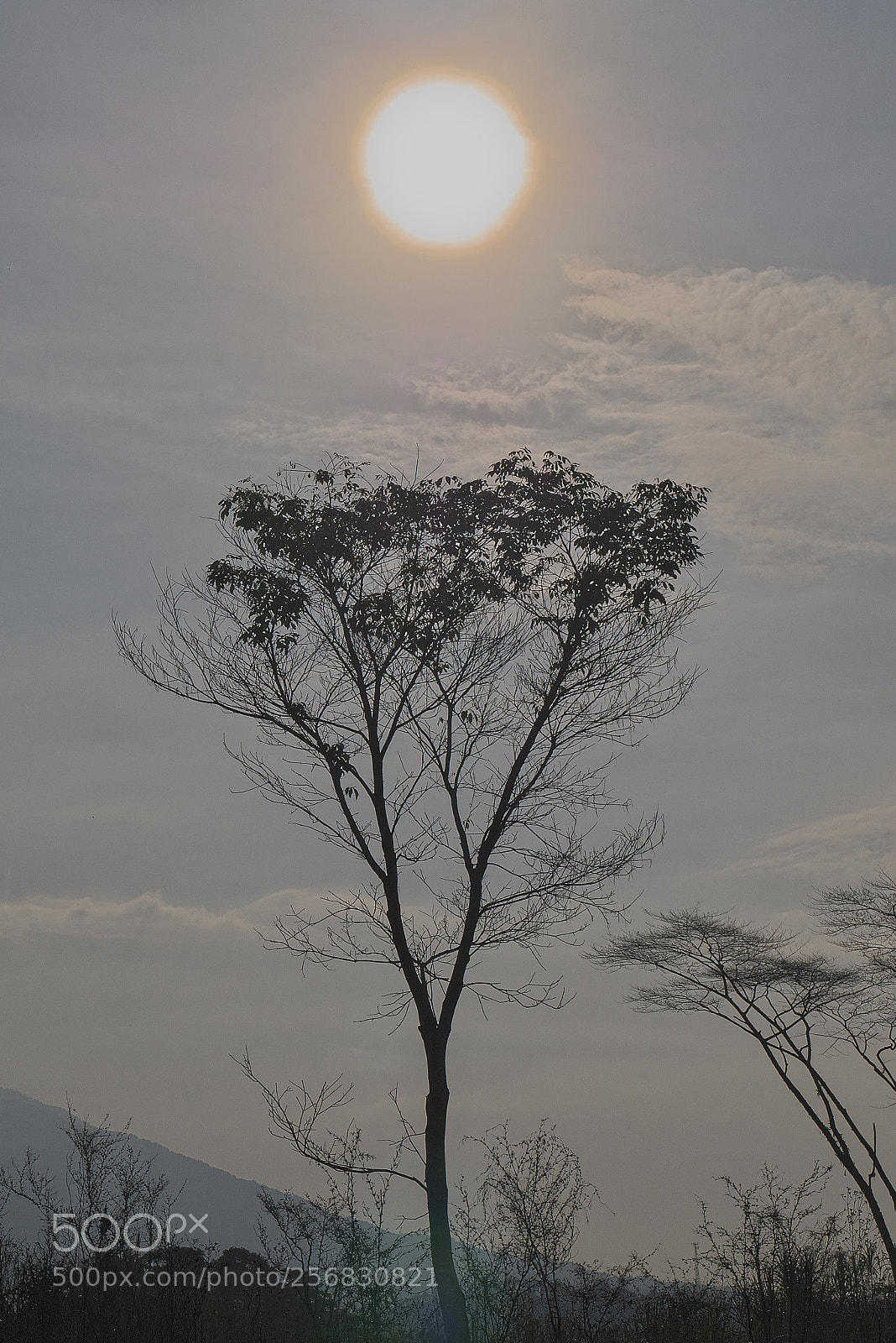 Panasonic Lumix DMC-G7 sample photo. Coronado por el sol photography