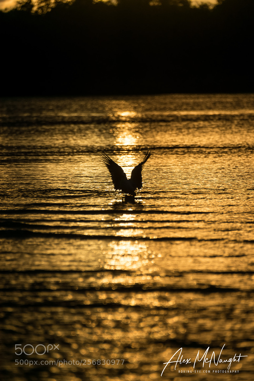 Nikon D3300 sample photo. The early bird catches photography