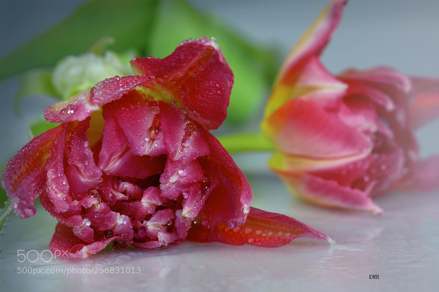 Canon EOS 5D Mark IV sample photo. Blooming tulips photography