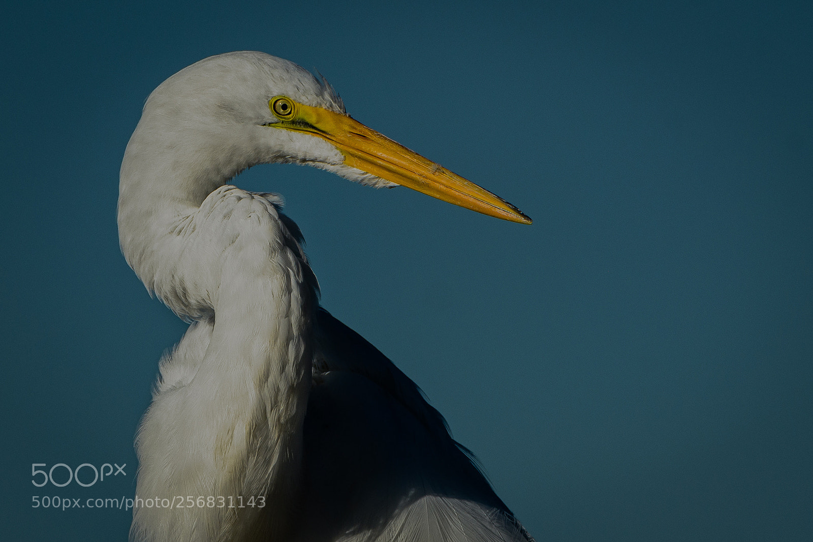 Nikon D500 sample photo. Great egret portrait photography