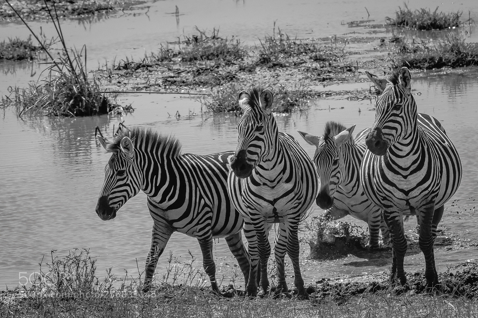 Nikon D500 sample photo. Plains zebras photography