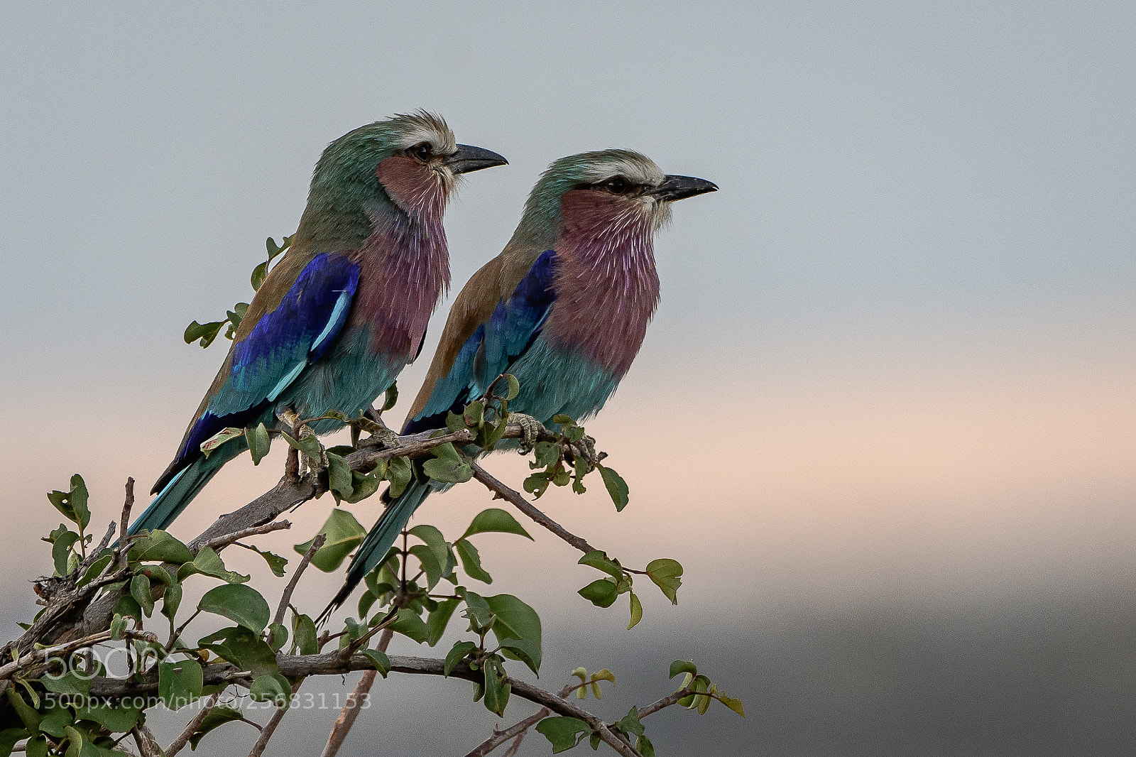 Nikon D500 sample photo. Lilac-breasted rollers photography