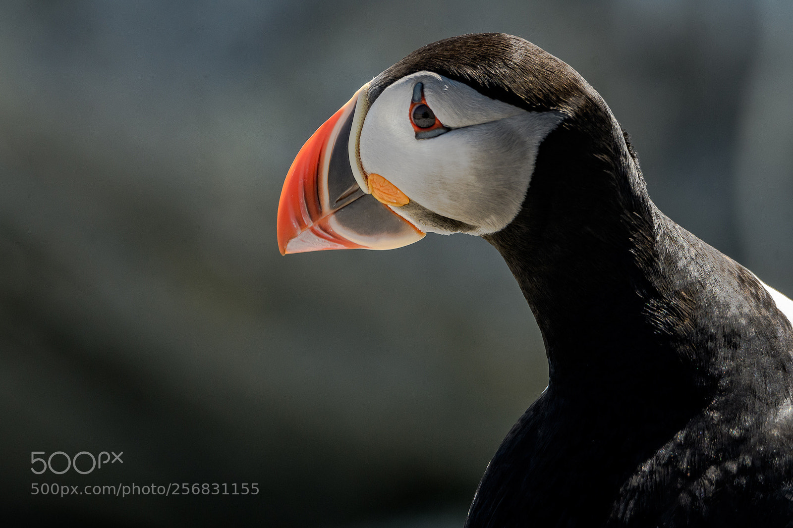 Nikon D500 sample photo. Puffin portrait photography