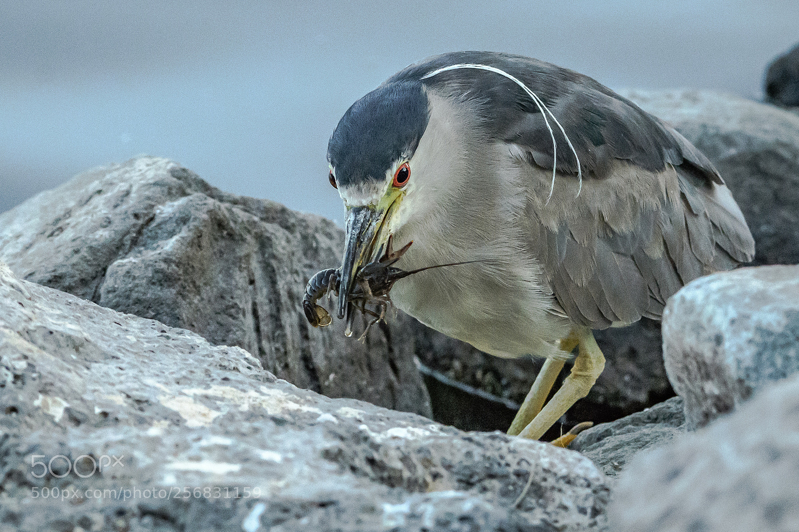 Nikon D500 sample photo. Lunch time photography