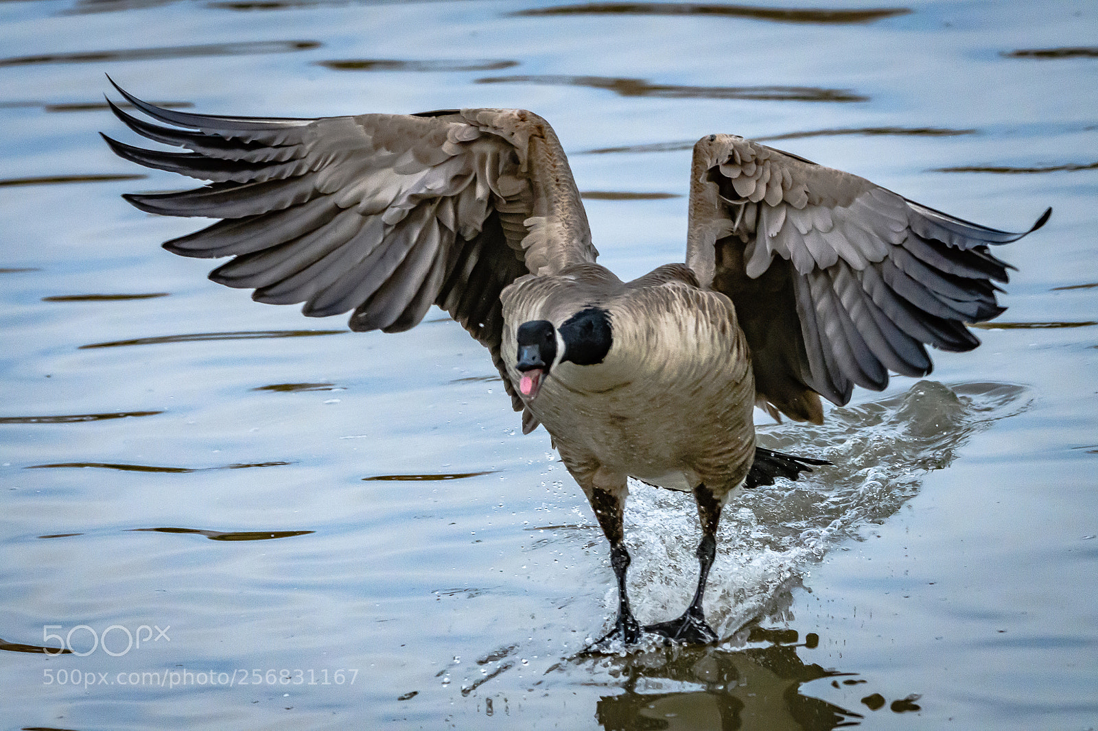 Nikon D500 sample photo. Canada goose arrival photography
