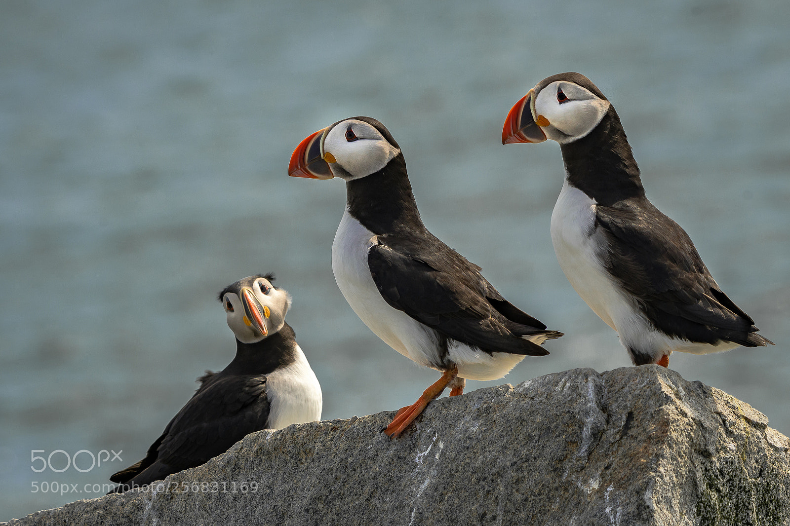 Nikon D500 sample photo. Atlantic puffins photography