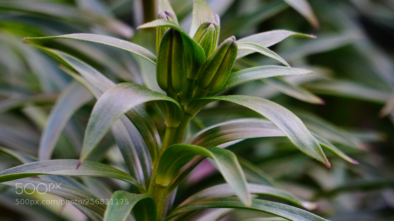 Sony a6000 sample photo. Flower photography