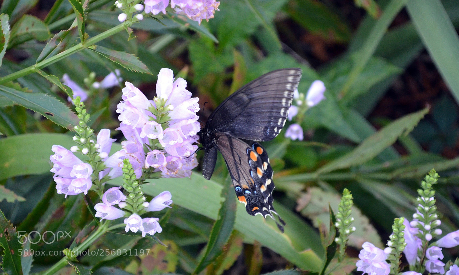 Nikon D5100 sample photo. Butterfly photography