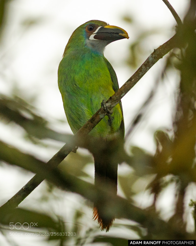 Canon EOS 70D sample photo. Northern andean toucanet alcazares photography