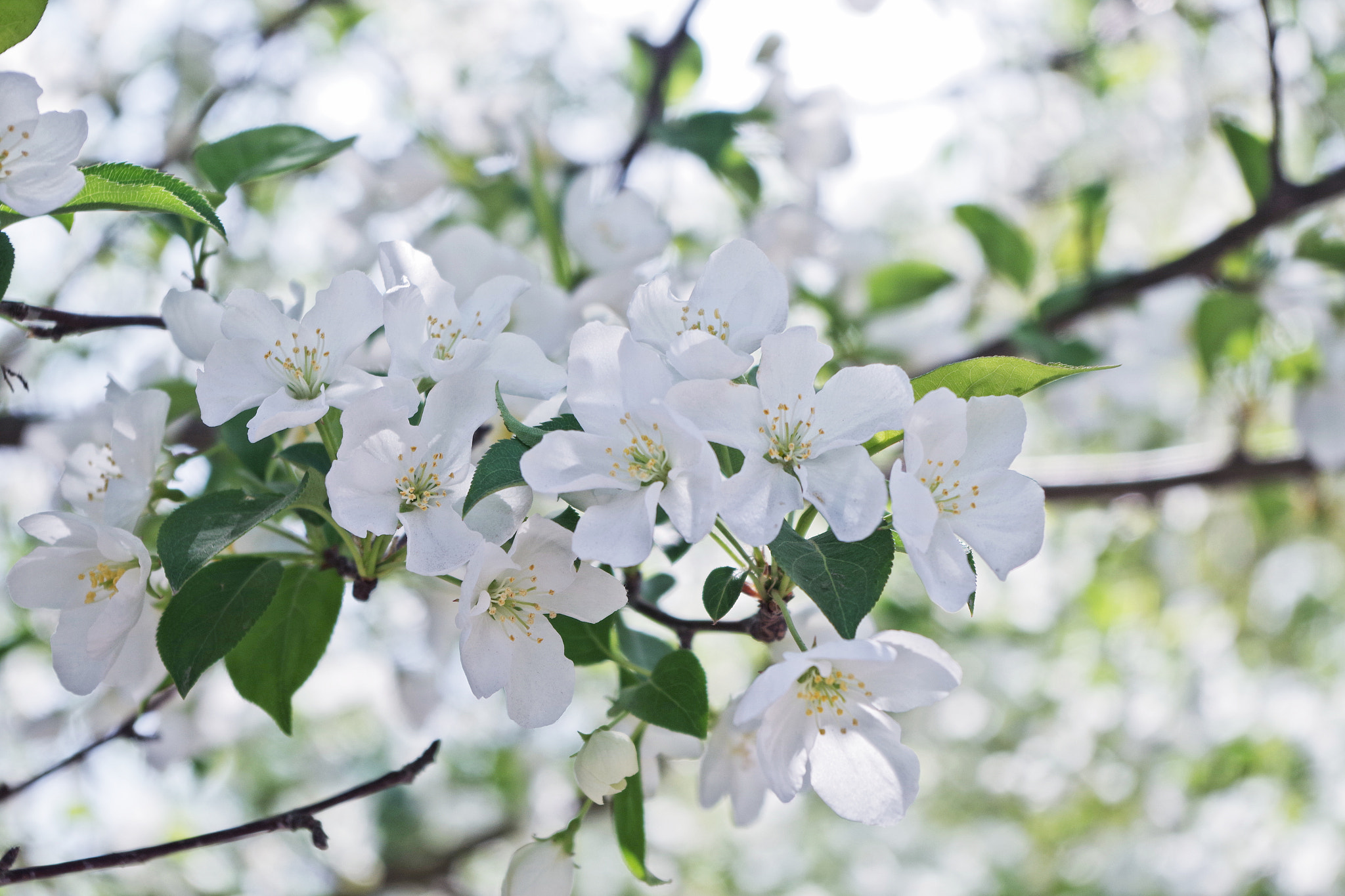 Pentax K-S1 sample photo