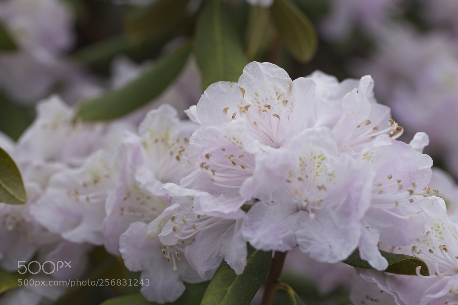 Nikon D750 sample photo. Pink morning photography