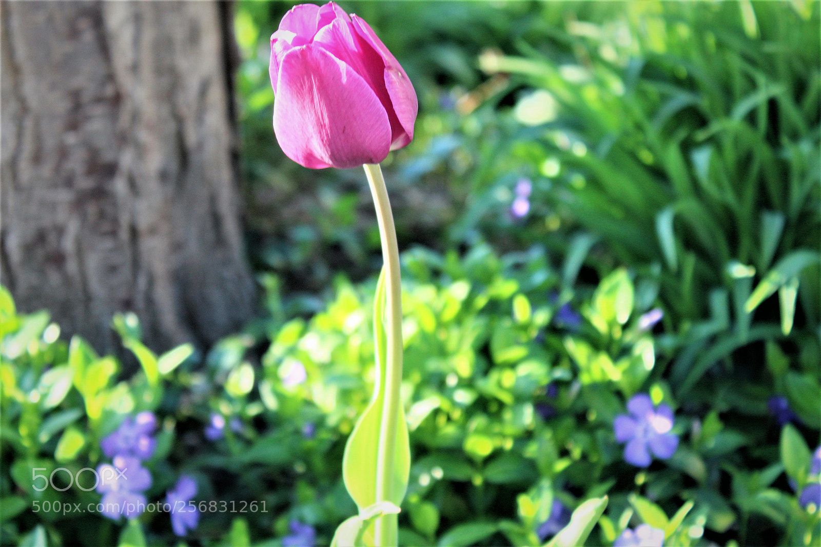Canon EOS 1300D (EOS Rebel T6 / EOS Kiss X80) sample photo. Tulip photography