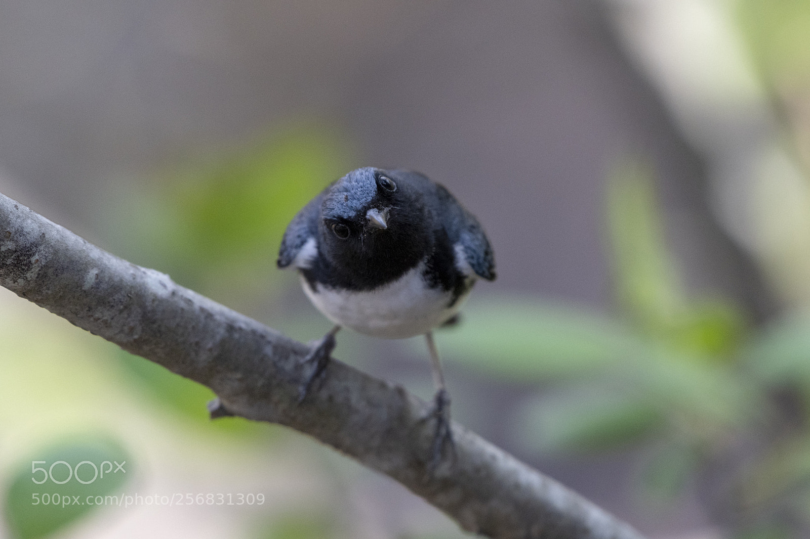 Nikon D500 sample photo. Black-throated blue warbler setophaga photography