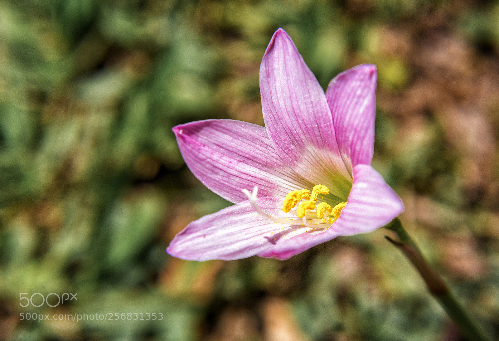 Canon EOS 6D sample photo. Flower photography