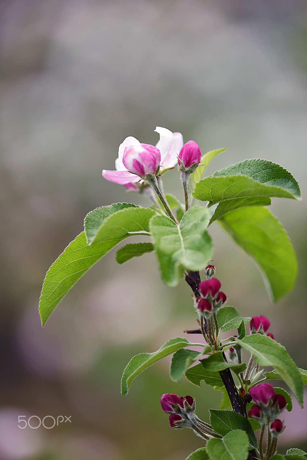 Tamron SP AF 180mm F3.5 Di LD (IF) Macro sample photo. 林檎の花 photography