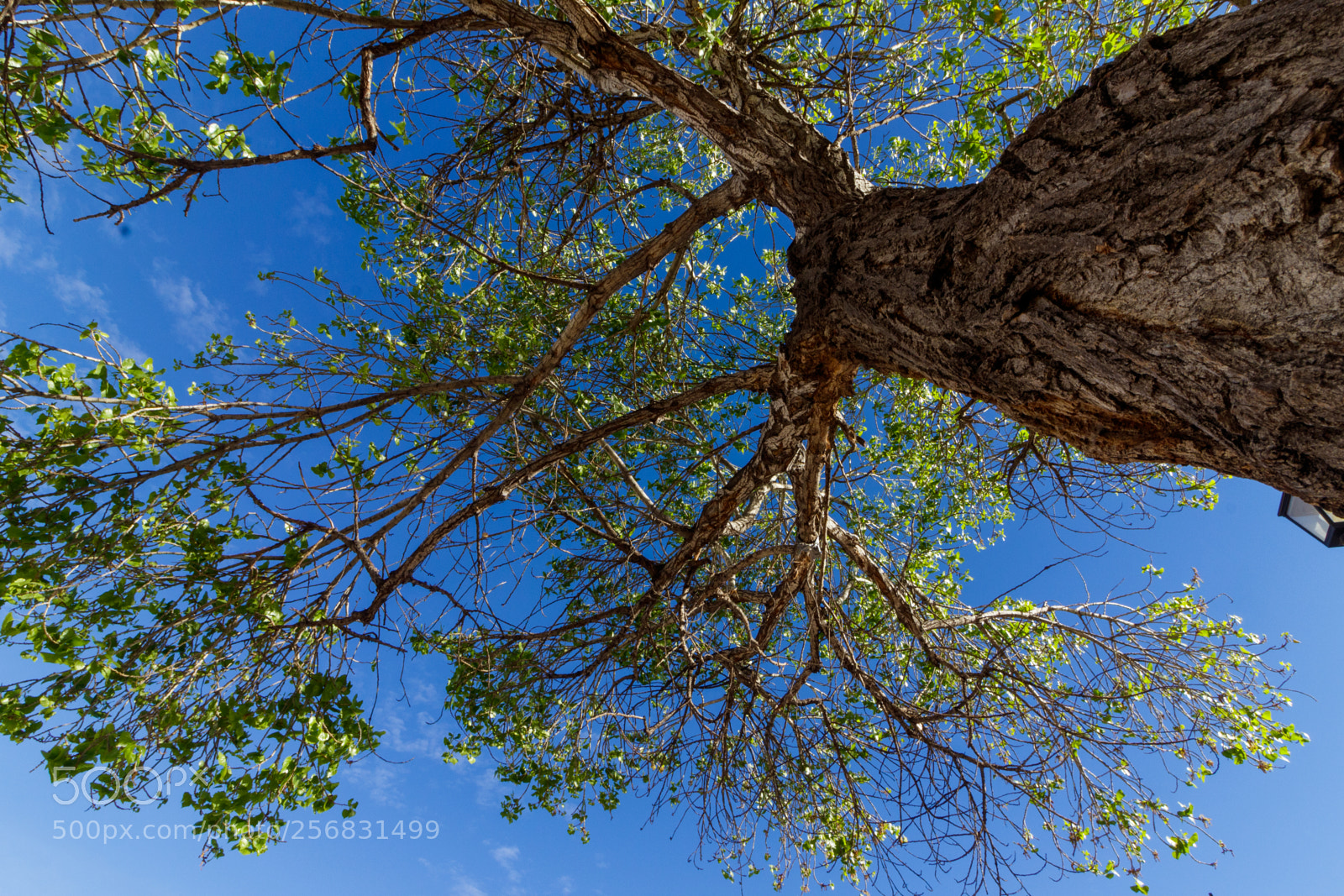 Canon EOS 1300D (EOS Rebel T6 / EOS Kiss X80) sample photo. The great tree photography