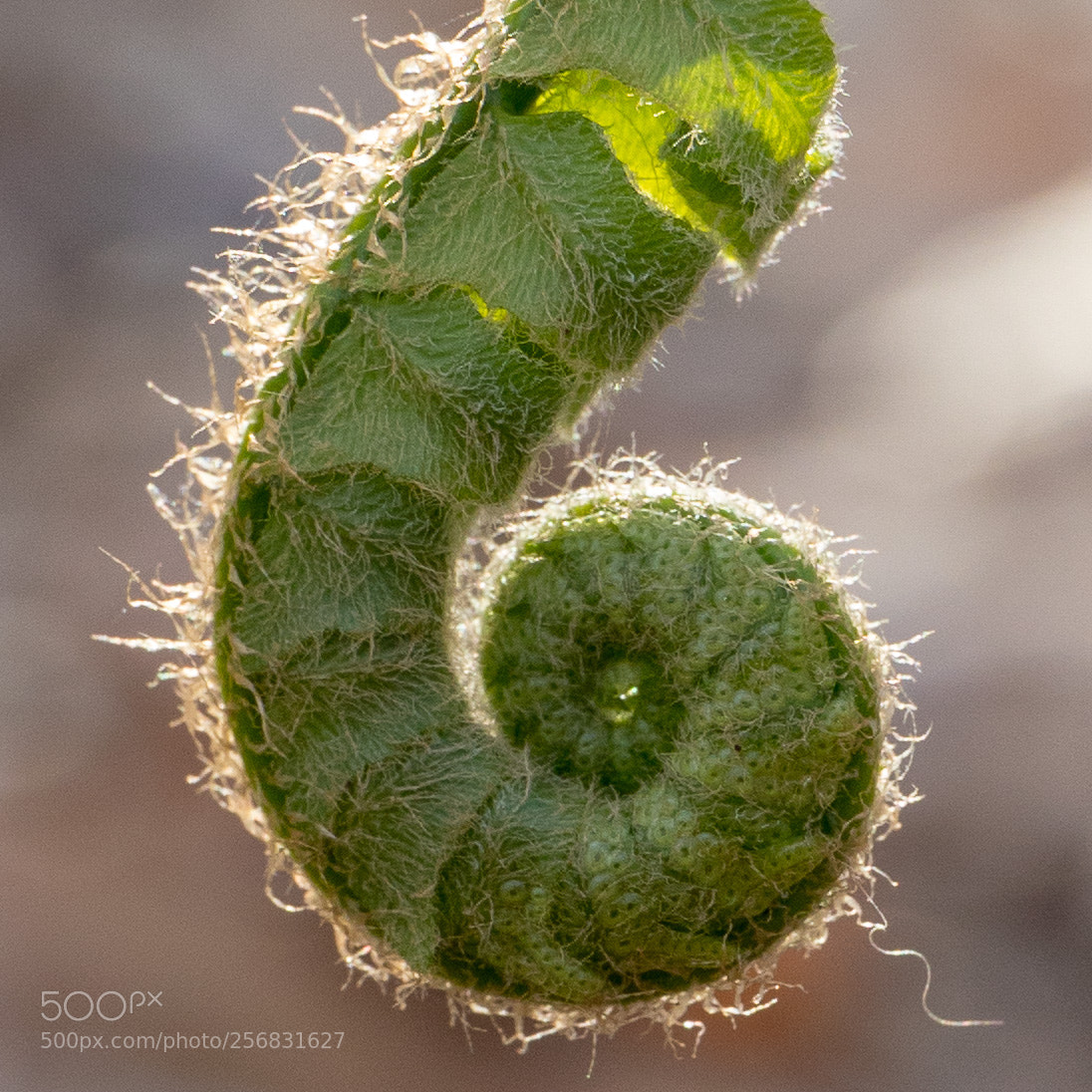 Canon EOS 6D Mark II sample photo. Spring fern photography