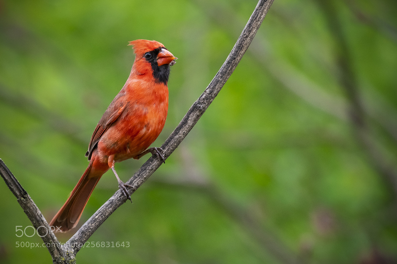 Nikon D500 sample photo. Male cardinal with seed photography