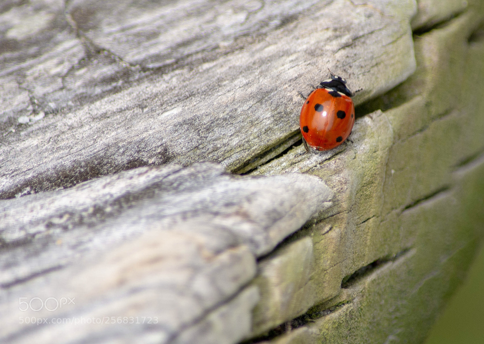 Nikon D7100 sample photo. Untitled photography