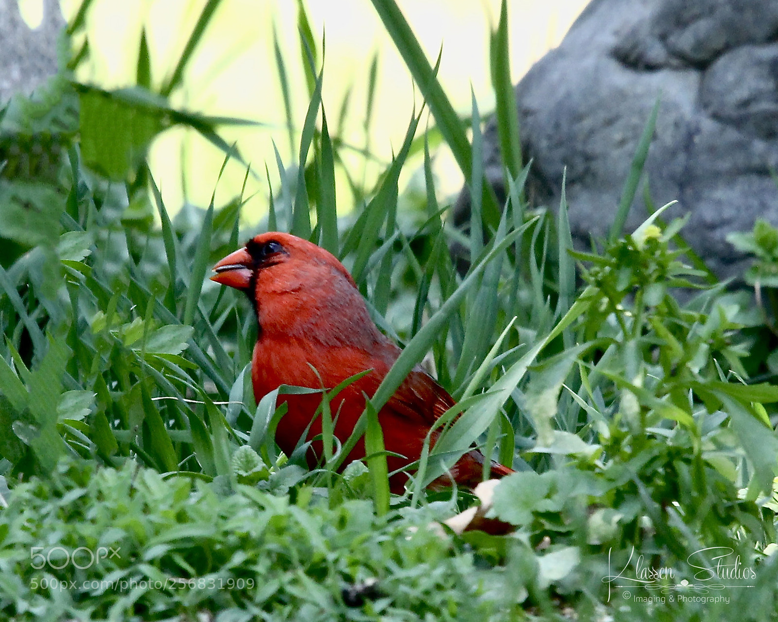 Canon EOS 60D sample photo. Cardinal photography
