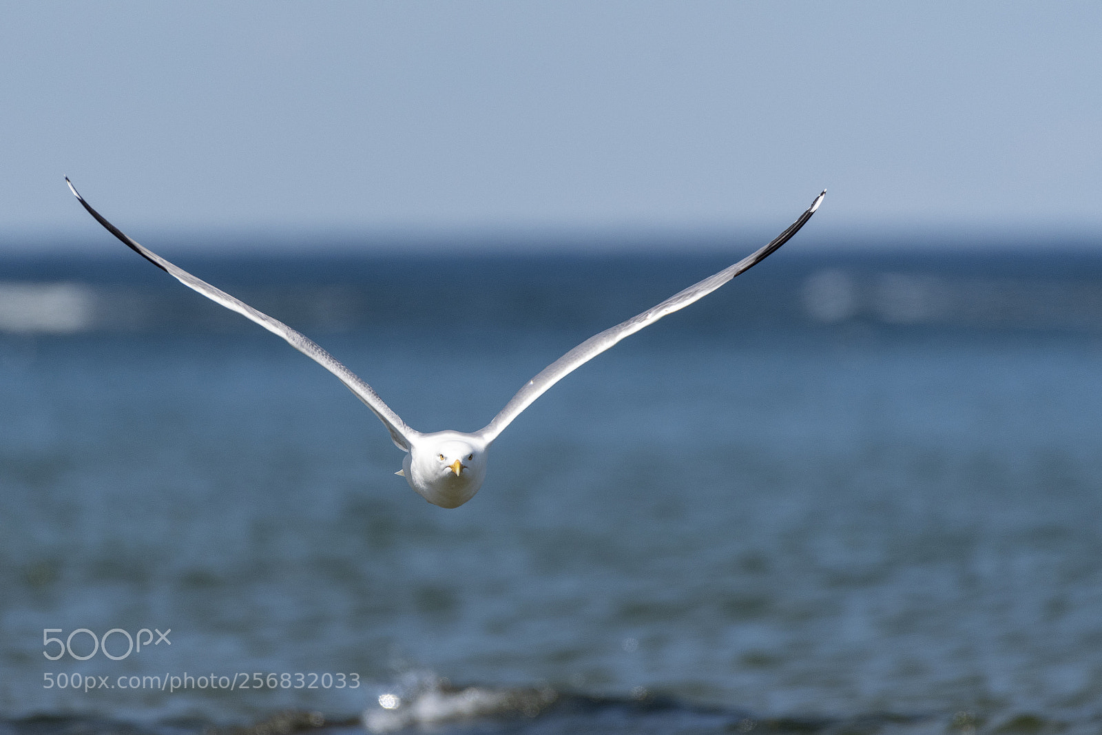 Nikon D500 sample photo. Flying gull photography