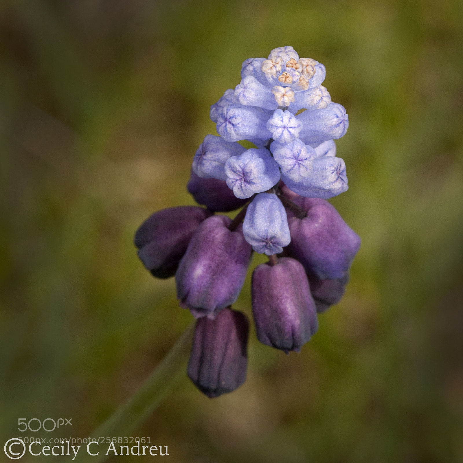 Canon EOS 40D sample photo. Grape hyacinth photography