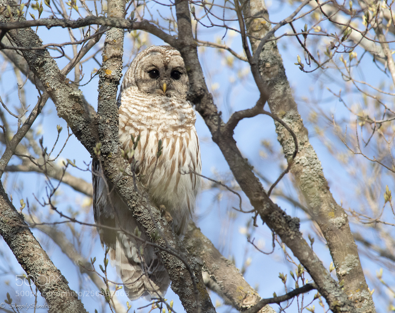 Canon EOS 7D Mark II sample photo. Barred owl photography