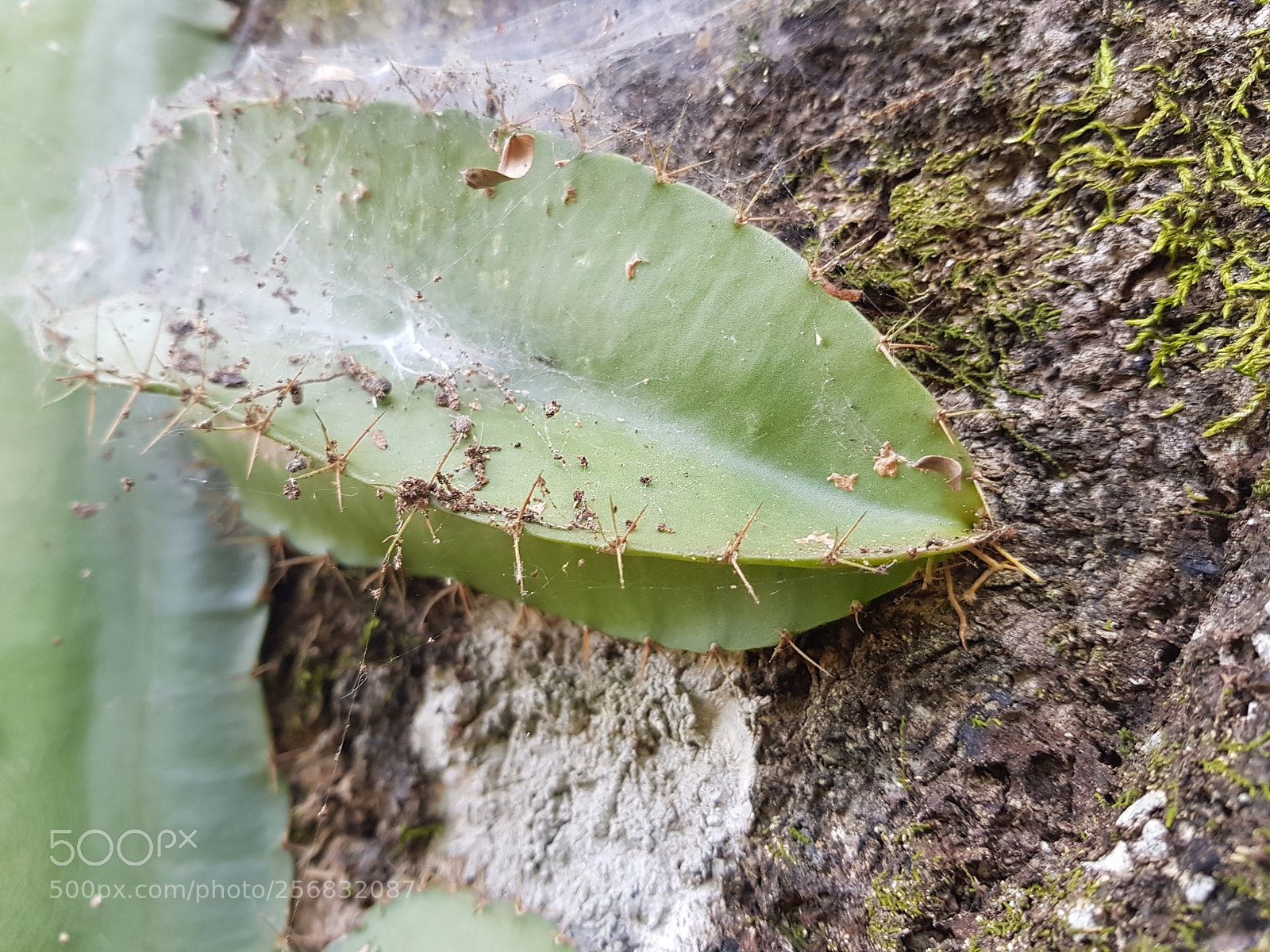 Samsung Galaxy S8+ sample photo. Espinas 3d photography