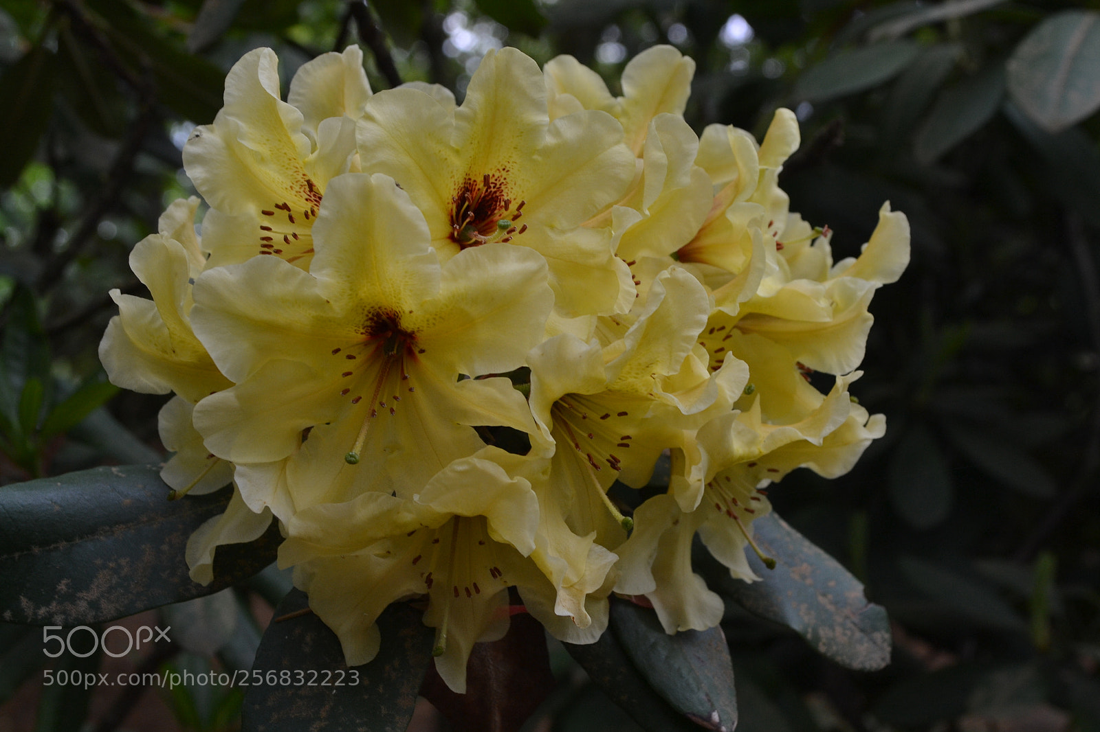 Nikon D3100 sample photo. Sunshine photography