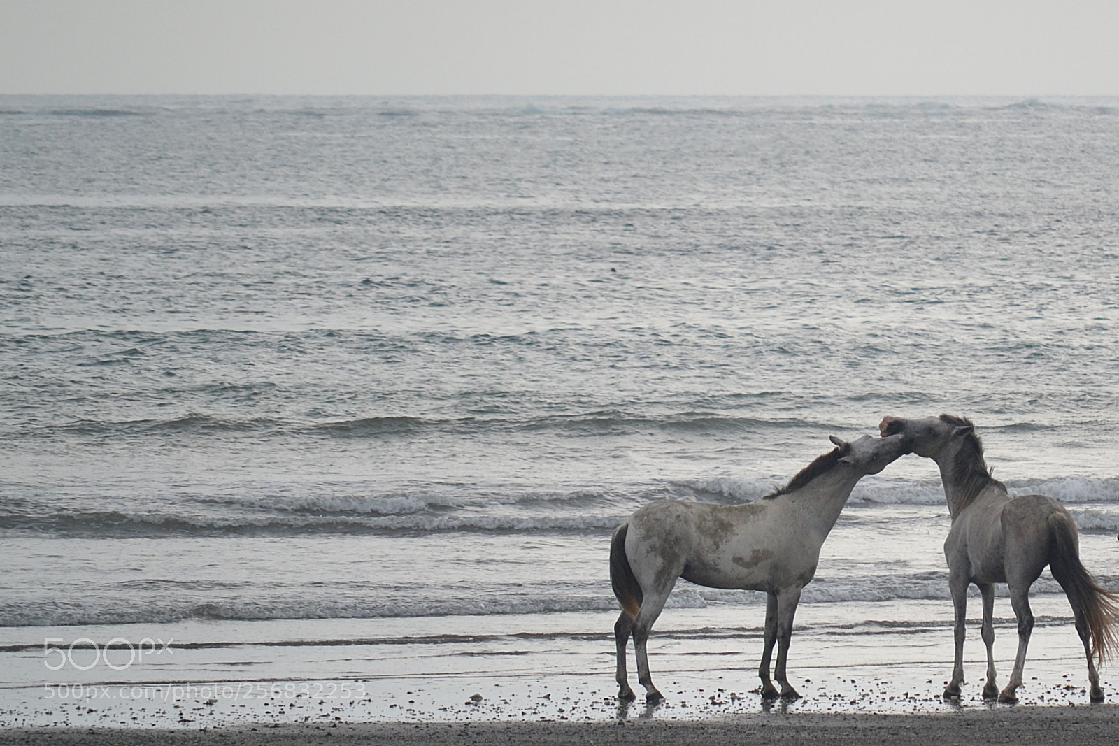 Nikon D3100 sample photo. Love at the beach photography