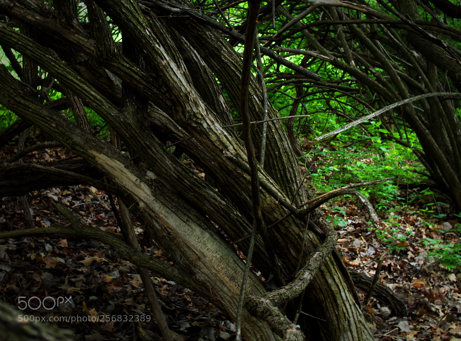Olympus PEN E-PL5 sample photo. Escape photography