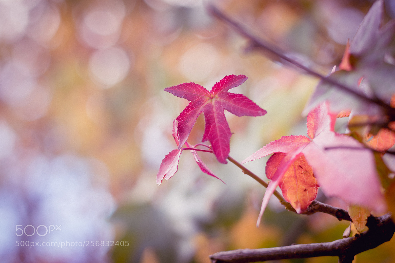 Nikon D3300 sample photo. Love for fall photography