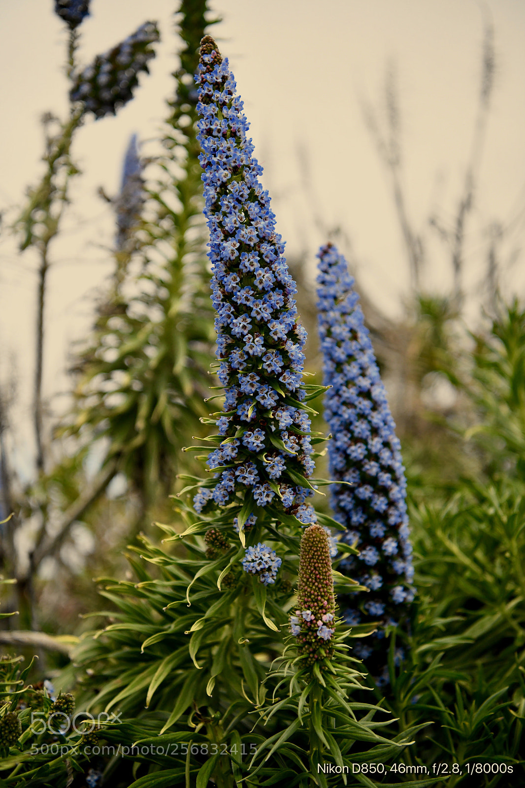 Nikon D850 sample photo. Budding spring  photography