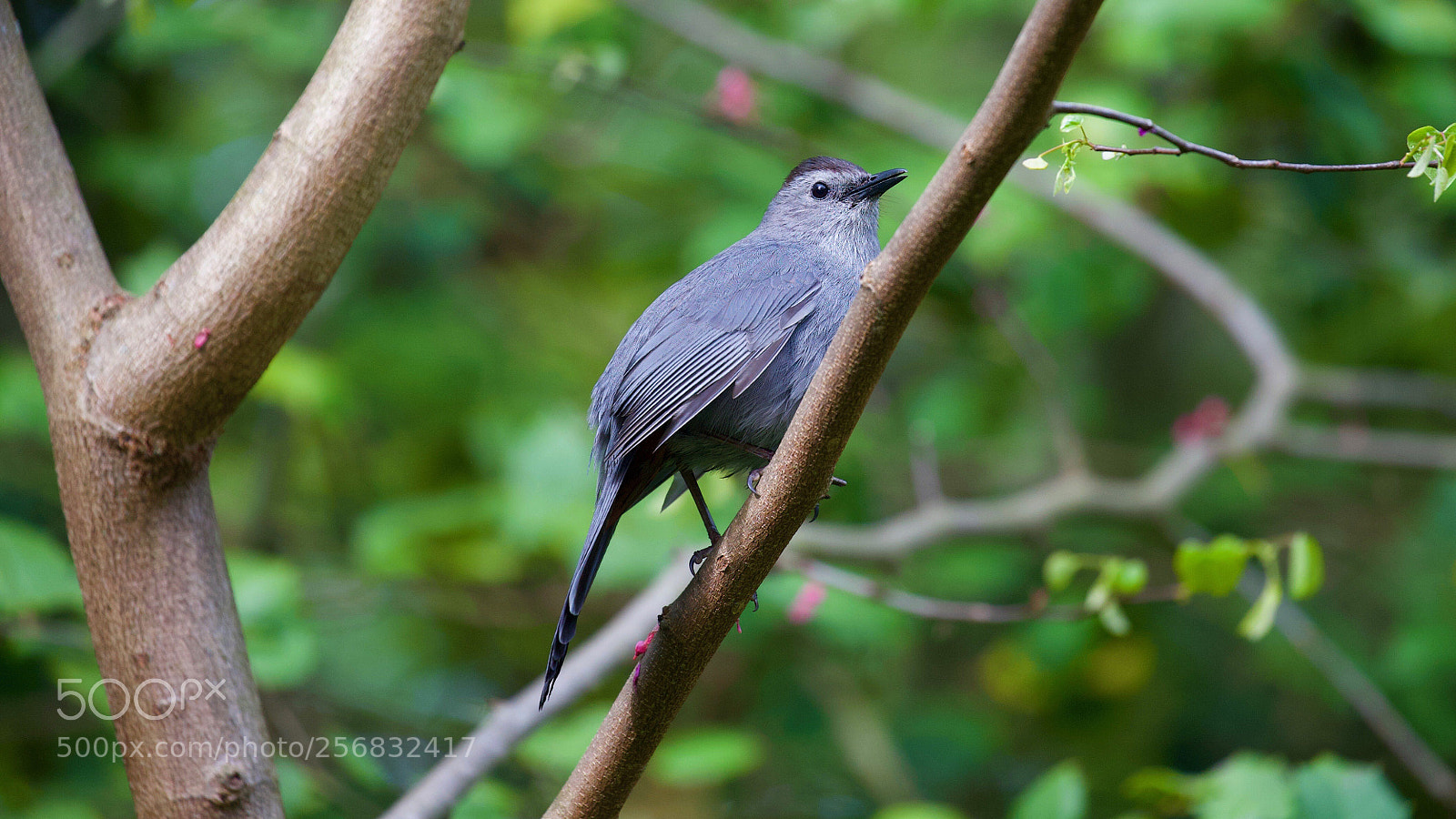 Canon EOS-1D X sample photo. Cat bird photography